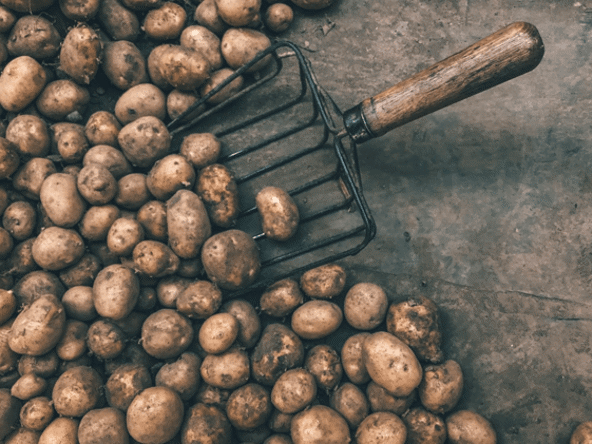 Danske kartofler i forskellige størrelser